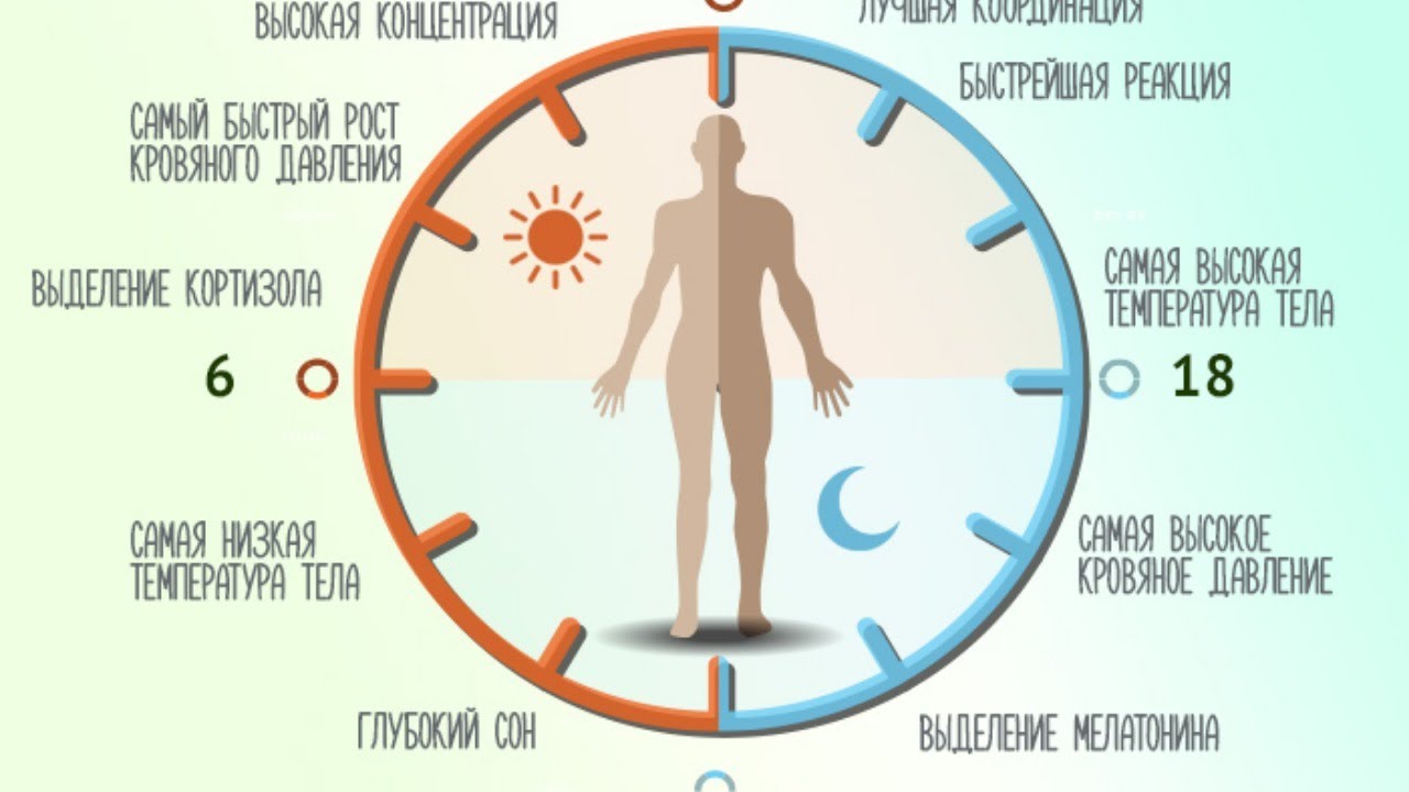 В какое время призывают. Циркадные биоритмы человека. Циркадные циклы человека , биологические часы. Циркадные ритмы сна у человека. Суточные биоритмы человека.